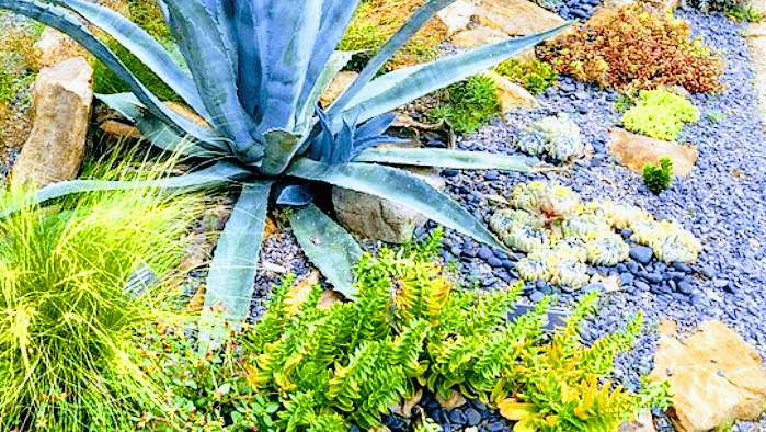 Flora Frontier Landscaping