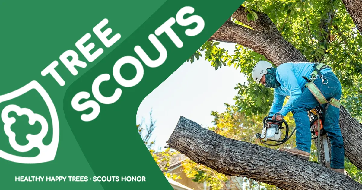 Tree Scouts