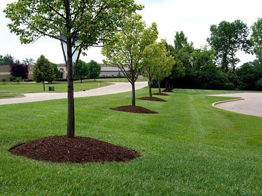 Red & White Greenery Inc