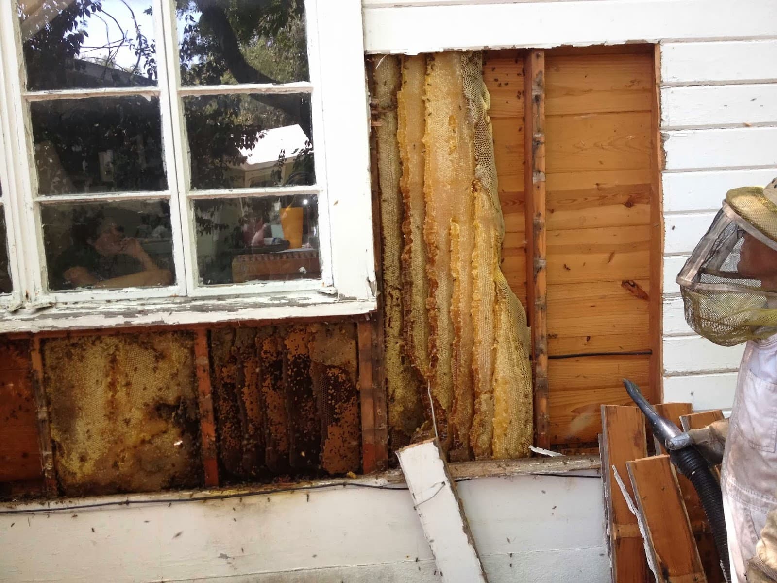 Oakley Honey Bee Removal
