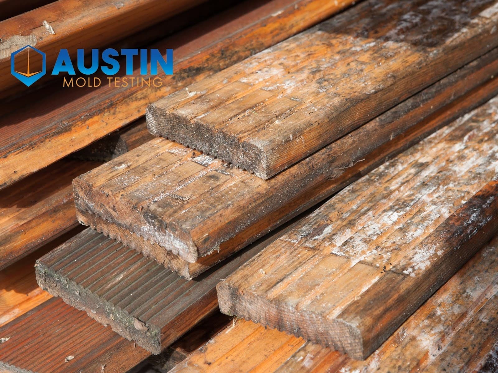 Austin Mold Testing